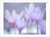 Crocus flowers by Assaf Frank